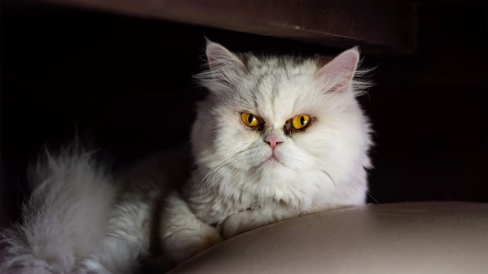 迪亚斯爆发,丹麦淘汰赛过关—中国足球的他山之石与未来启示