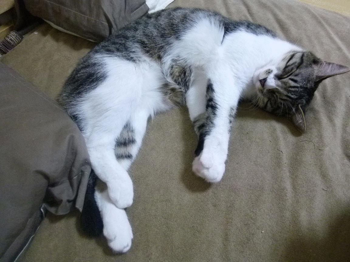 欧冠决赛焦点战启示录，从喀麦隆速胜几内亚看现代足球的战术闪电战